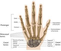 Maybe you would like to learn more about one of these? Bones Of A Human Hand And Wrist Adapted From The Human Anatomy Library Download Scientific Diagram