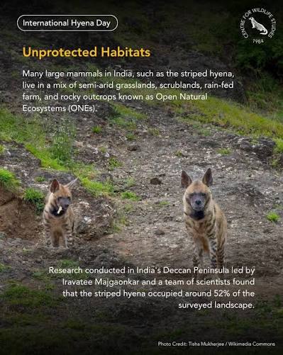 There are four distinct species of hyenas in the world, but only one is native to India - the striped hyena. They are an essential part of the wild. However, striped hyenas