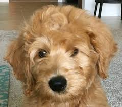 Labradoodle Puppies Are So Cute This Little Guy Has Such Curly Fur On His Head And It S So Adorable My Kids Both Want A D Labradoodle Puppy Labradoodle Dogs