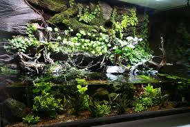 Riparium Nach 3 Monaten Aquascape Fish Tank Vivarium