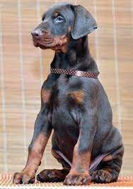 Uptown puppies connects you with texas doberman puppy breeders that have been vetted. 34 Doberman Pinscher Ideen Dobermann Dobermann Hunde Hunde