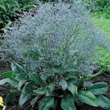 Pin On Plants Garden