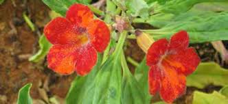 Image result for Pterodiscus aurantiacus