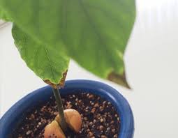 アボカドの葉先が枯れる様に茶色に変色してきた あつラボ