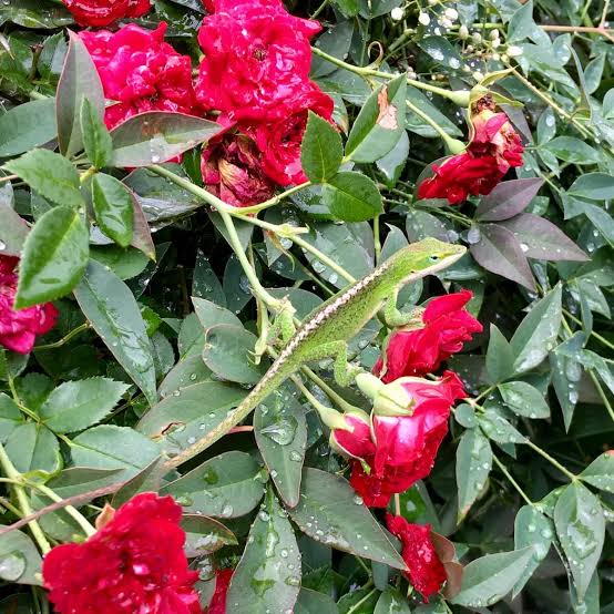 Rosa Red Cascade: A Repeat-flowering Miniature Climbing Rose – Susan Rushton