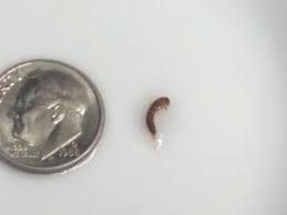 Carpet Beetle Larva Found In Cat S Bowl All About Worms