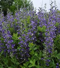 Blue perennial flowers for shade. Top 20 Blue Flowers For Your Garden Garden Design