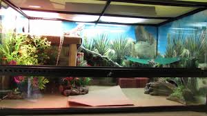 I Got A Request To Show How I Set Up My Bearded Dragon Terrarium Cage So Here It Is Any O Bearded Dragon Terrarium Bearded Dragon Cage Bearded Dragon Habitat