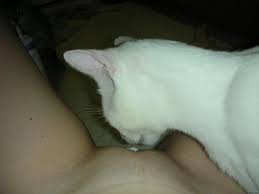 Cat licking womans pussy