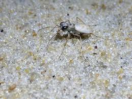 Image result for Lepidagathis eriocephala