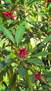 The bright yellow, dense foliage has no flowers to produce pollen which is great news for allergy sufferers. An Evergreen Blooming Shrub For Shade Florida Anise Tree Piedmont Gardener