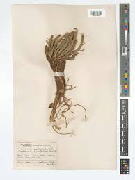 Image result for Euphorbia maleolens