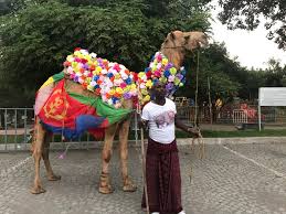 In this way camels parallel the symbolic use we can in the life of abram and job that camels were considered a symbol of wealth. Abelo D On Twitter So Far It S A Horse And Camel What S Next