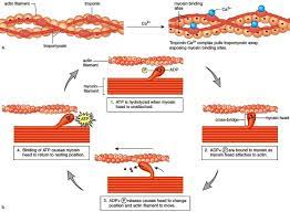 Pharmacology Nursing Physiology Medical Science
