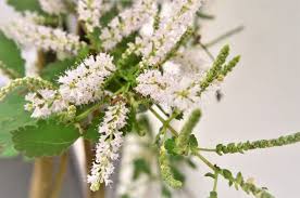 Image result for Tetradenia bainesii