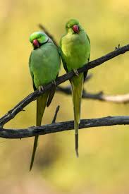 Alexandrine Parakeet (<I>Psitt [Image] | Eurekalert! Science News Releases” style=”width: 100%; height: auto; title=”Alexandrine Parakeet (<I>Psitt [Image] | Eurekalert! Science News Releases”><figcaption style=