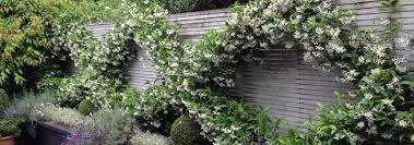 Lonicera henryi (kamperfoelie/groenblijvend) goedkoop online kopen bij clematisonline.be | ✔ altijd laagste prijsgarantie ✔ 100% groeigarantie. Kletterpflanzen Fur Jeden Garten Clematisonline De