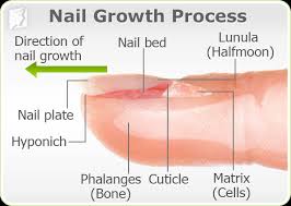 Some of the things that cause your hair to become brittle can also contribute to thinning. Brittle Nails Symptom Information Menopause Now