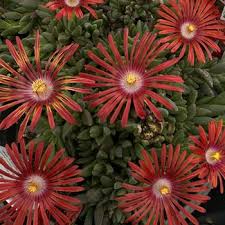 Image result for Delosperma mahonii