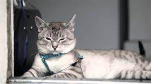 Traditional siamese kittens & traditional balinese kittens for sale. All About The Lynx Point Siamese Cats Siamese Of Day