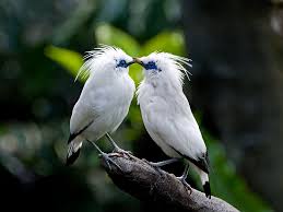 Pin On Birds