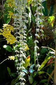 Have you fallen in love with succulents after seeing some stunning succulent planters? 15 Popular Trailing Hanging Succulents Keeping Succulents