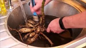 We did not find results for: How To Store Dahlia Tubers Over Winter Youtube