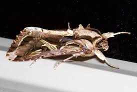 Image result for Dolichos sericeus