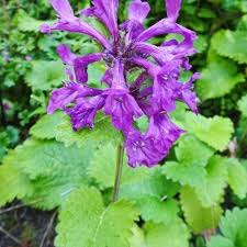 Image result for Bauhinia macrantha