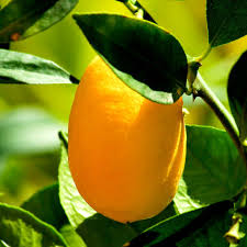 It grows very slowly and only produces a few fruit. Kumquat Care Repotting Watering How To Deal With Pests And Disease