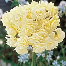 Summer Cheer Daffodil Daffodil Flower Daffodil Bulbs Summer Bulbs