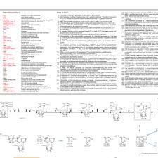 Biochemical Pathways