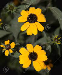 This is one vibrant, fun post… not to mention absolutely stunning to look at. Yellow Flowers With Black Center Stock Photo Picture And Royalty Free Image Image 32674566