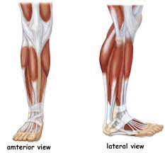 I will be in an airport or in the sky most of the day today, flying back home from california. Barbeau Human Anatomy Lecture 205 Supplements Muscular System Leg Muscles Diagram Lower Leg Muscles Leg Muscles