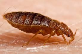 You can see that the application of. Pest Control Services