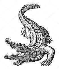 Related Image Timsah Dovmesi Crocodiles Timsah