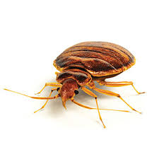 Results within 5 miles of locust grove. The Buzz Newsletter