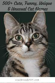 Cat Names A Z Cat Breeds 101 Grey Cat Names Kitten Names Cute Cat Names