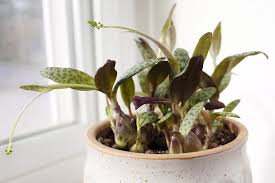 Image result for Ledebouria cordifolia
