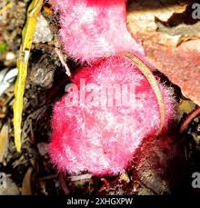 Image result for Harveya alba