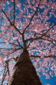 Pin On Cherry Blossoms