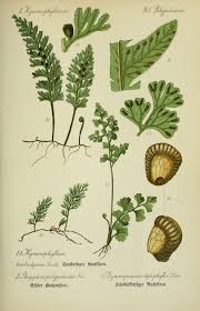 Image result for Anogramma