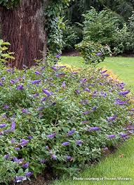 Although it is an evergreen, it looks best in the early spring when its showy flowers bloom and give off a powerful. Deer Resistant Shrubs Garden Gate