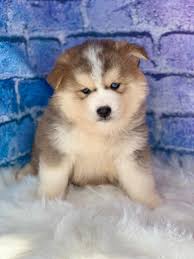Meet muffin and more pets waiting for their forever home. Puppies For Sale Near Cleveland Ohio All Star Family Pets