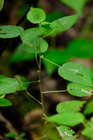 Image result for Acalypha psilostachya