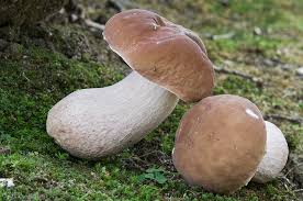 Image result for Boletus separans