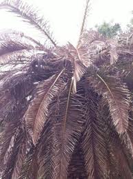 They've killed many palms in bonita and the sweetwater regional park, and now. Help I Think My Canary Date Palm Is Dying