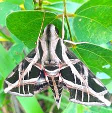 Biodiversidad de Guatemala