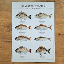 Image result for Rhipidoglossum rutilum