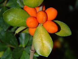 Image result for Alyxia